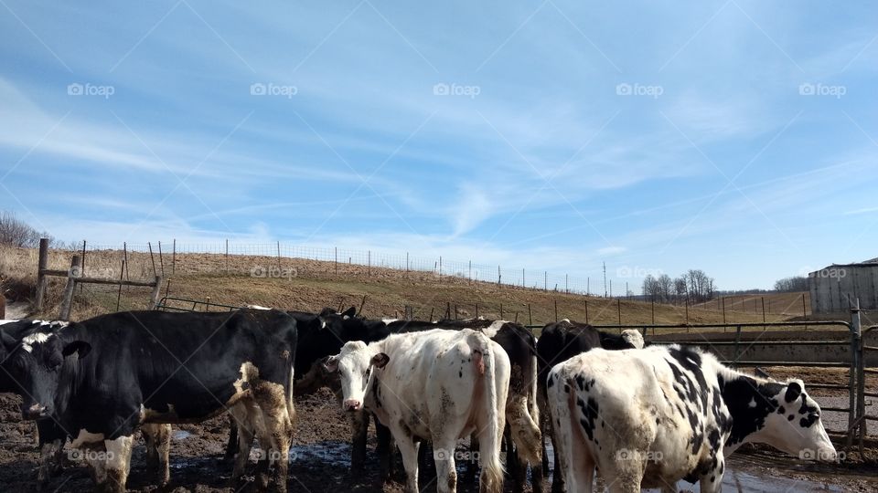 Cow, Cattle, Agriculture, Livestock, Farm