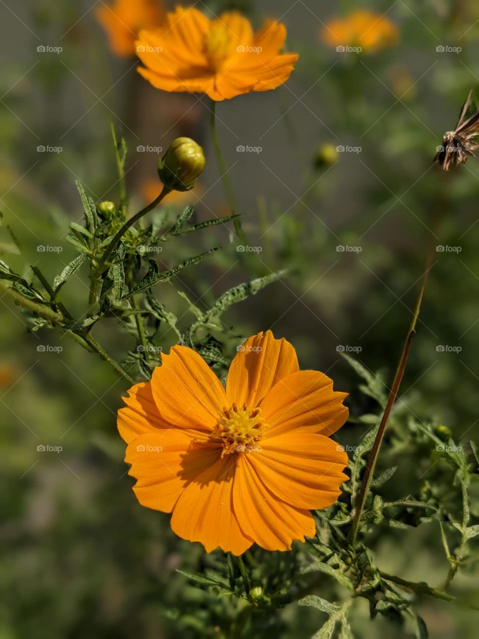 Love is the flower you've got to let grow