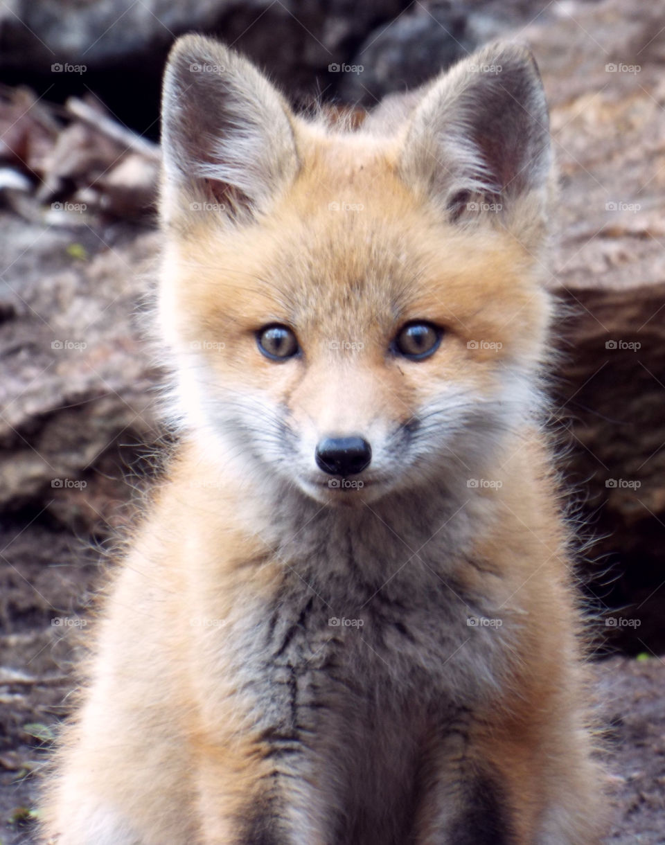 Baby Fox Kit