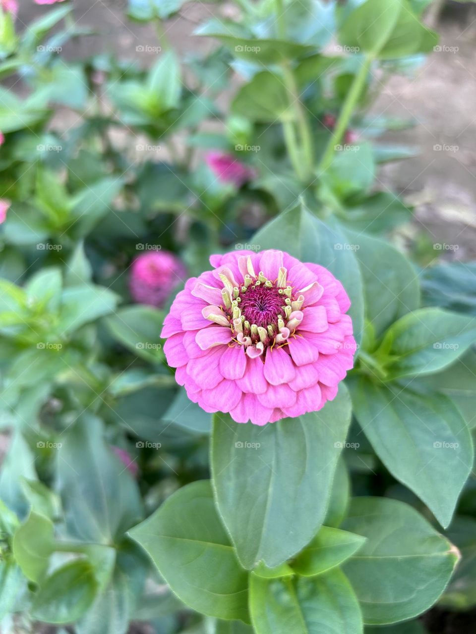 Beautiful pink flower in bloom 