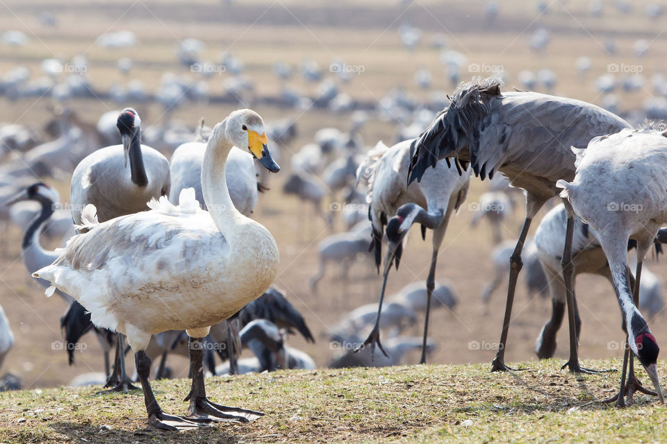 One swan surrounded by Crane birds at lake Hornborga Sweden, En svan omgiven av tranor, trandansen Hornborgasjön Sverige 