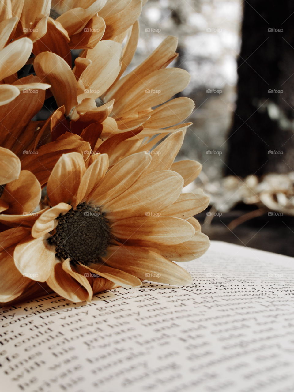 Daffodils on a book