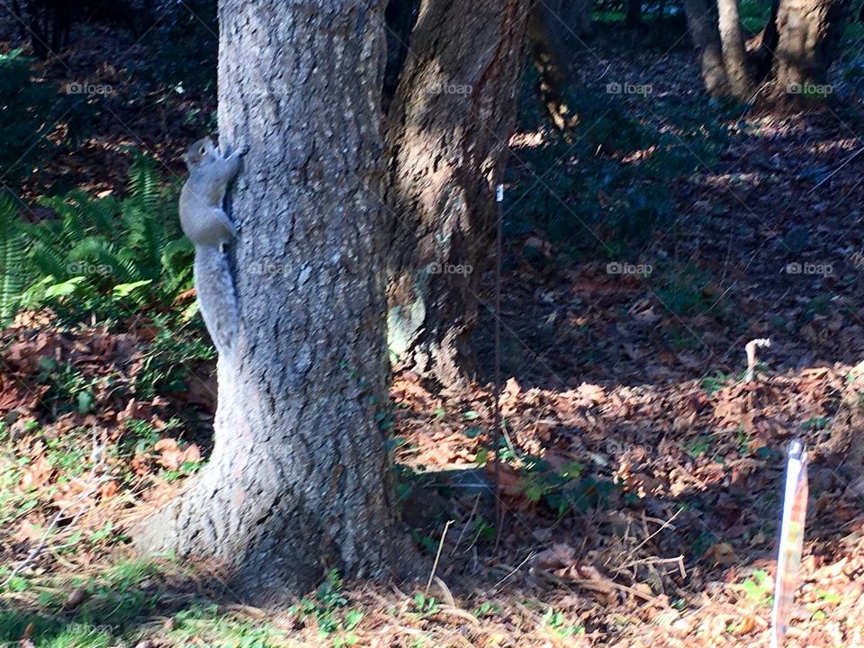 Squirrel climbing up the tree trying to escape from my camera