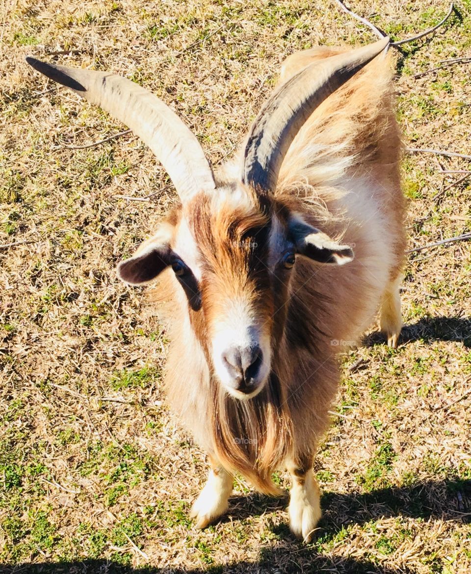 Close up of a goat! 