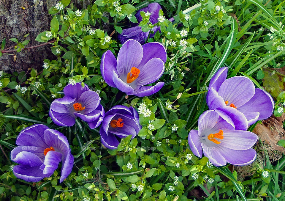 flower, purple, spring