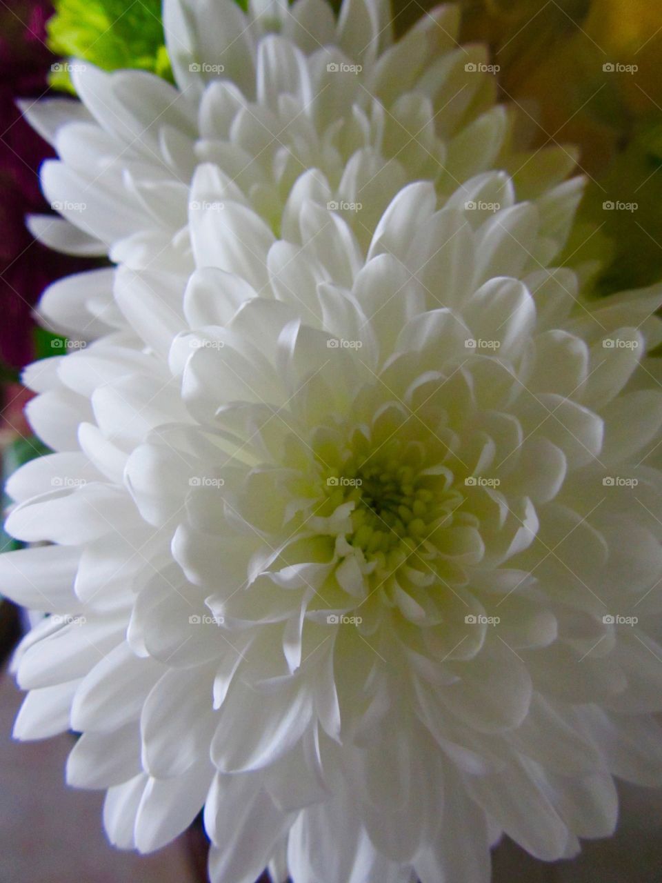 White Dahlia flower