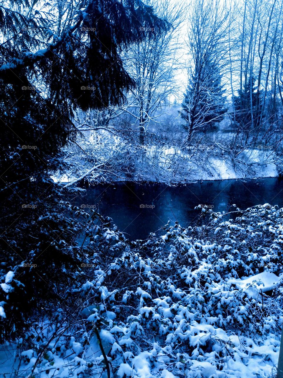 A chilly day by the river with snow covered trees and their branches and ground foliage covered in a white blanket of snow.