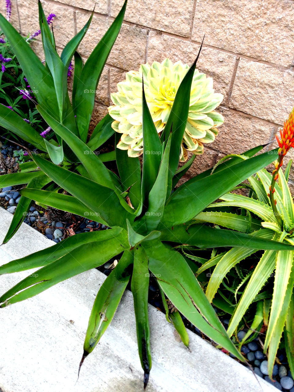 High angle view of succulent plant