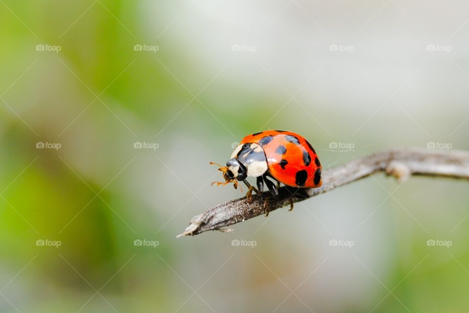 Perfect Ladybug