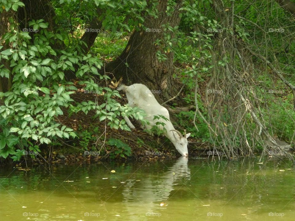 Goat went for a walk 