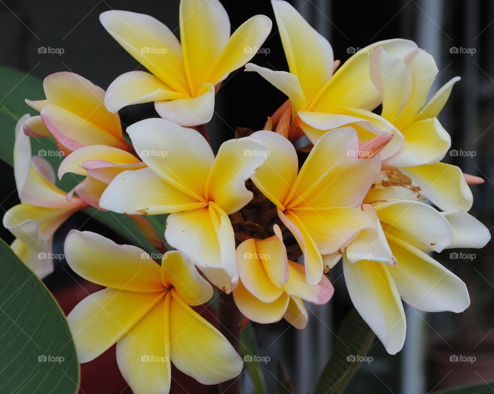 plumeria