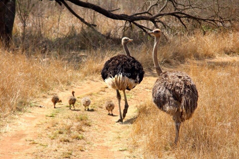 Ostrich and family 