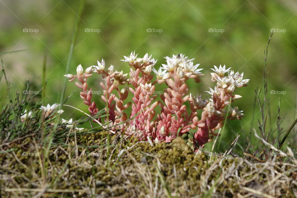 flowers at the Tamara bridge, Adjara