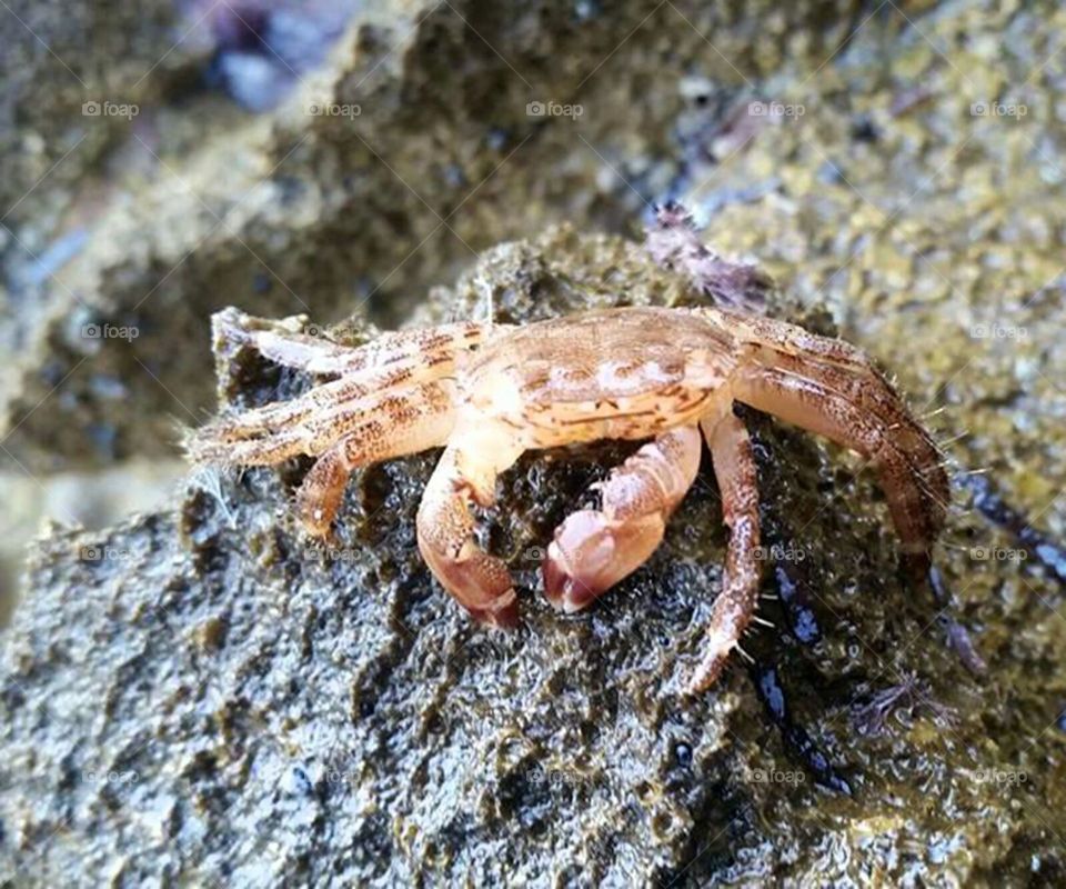 cangrejo de roca