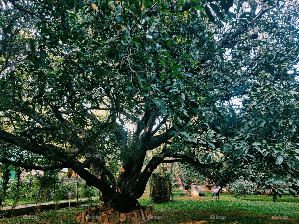Mango tree