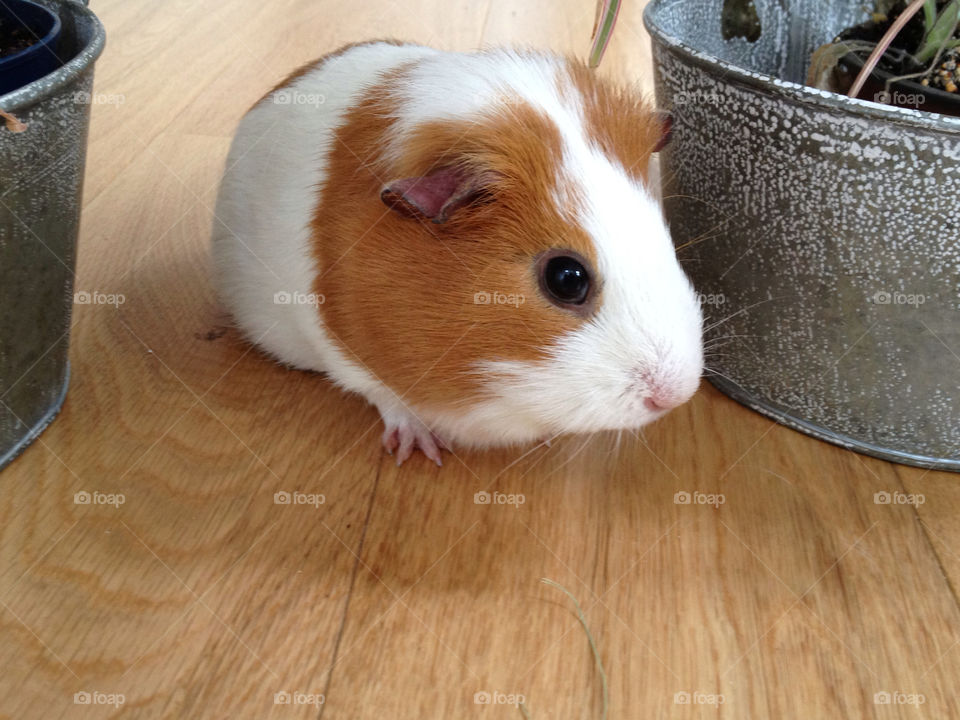 cute guinea pig by marina1