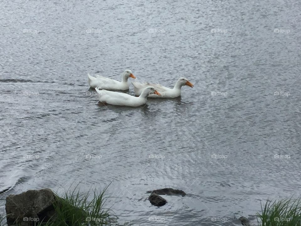 Three ducks on a lake