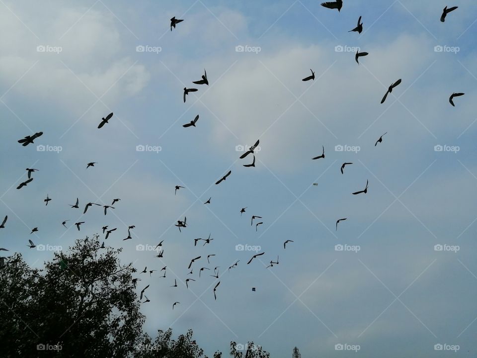 Moments freezed in photos. Pigeons flying in the sky.