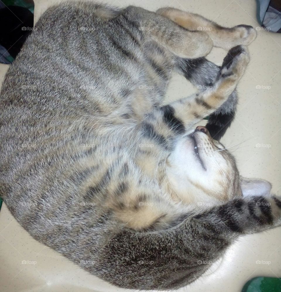 Cat's adorable sleeping position.