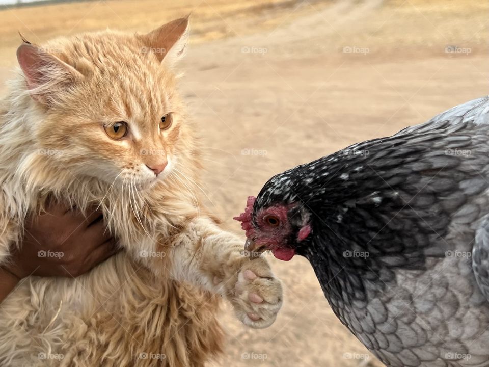 Cat and chicken 