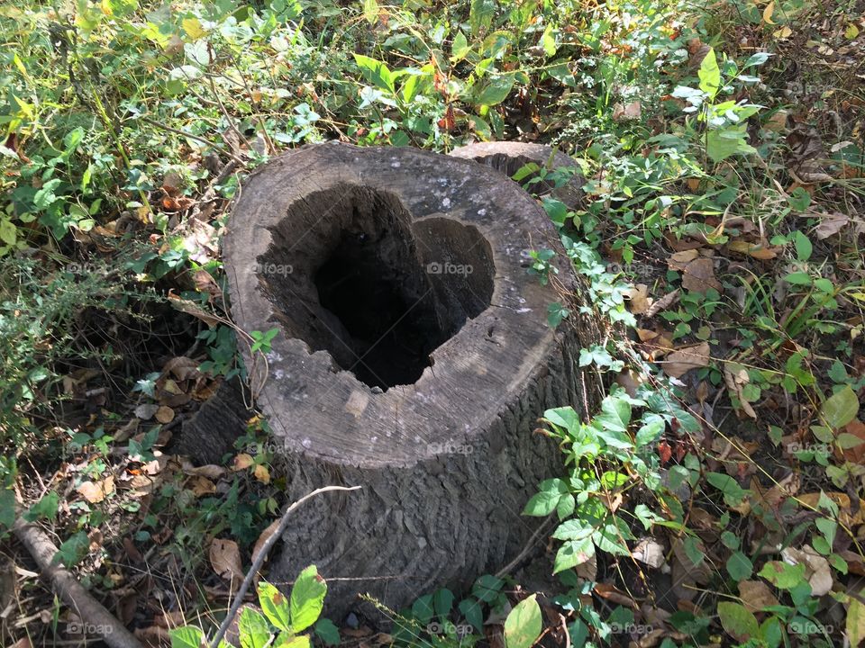 Hollow tree trunk heart