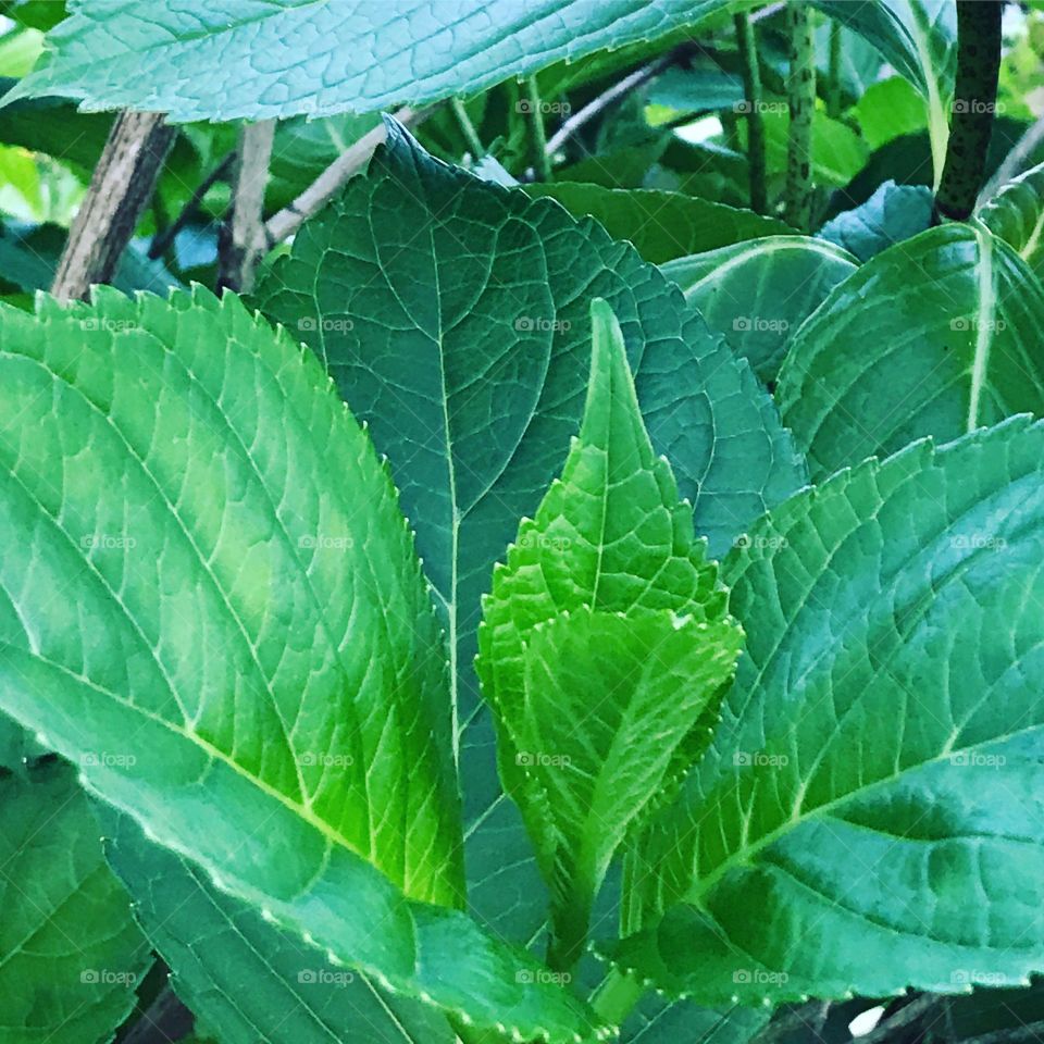 New leaf