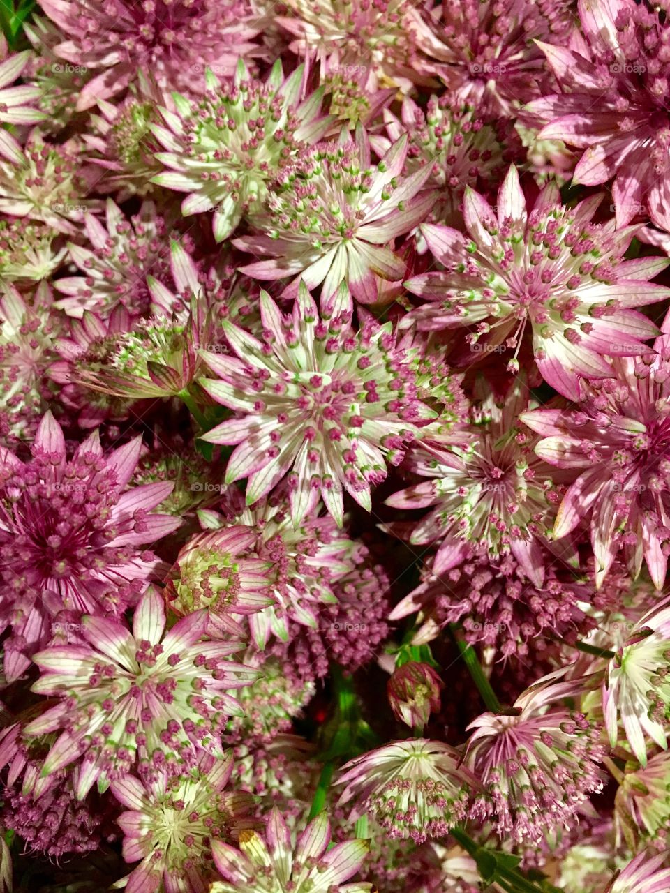 astrantia