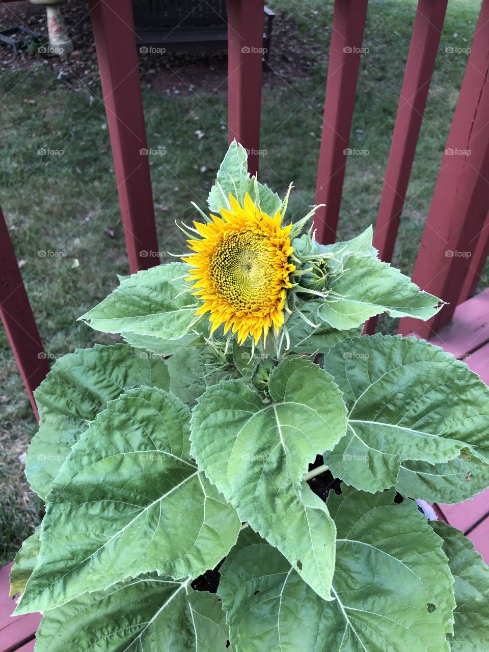 A beautiful, yellow blooming flower during the end of the summer season on a wonderful afternoon. 