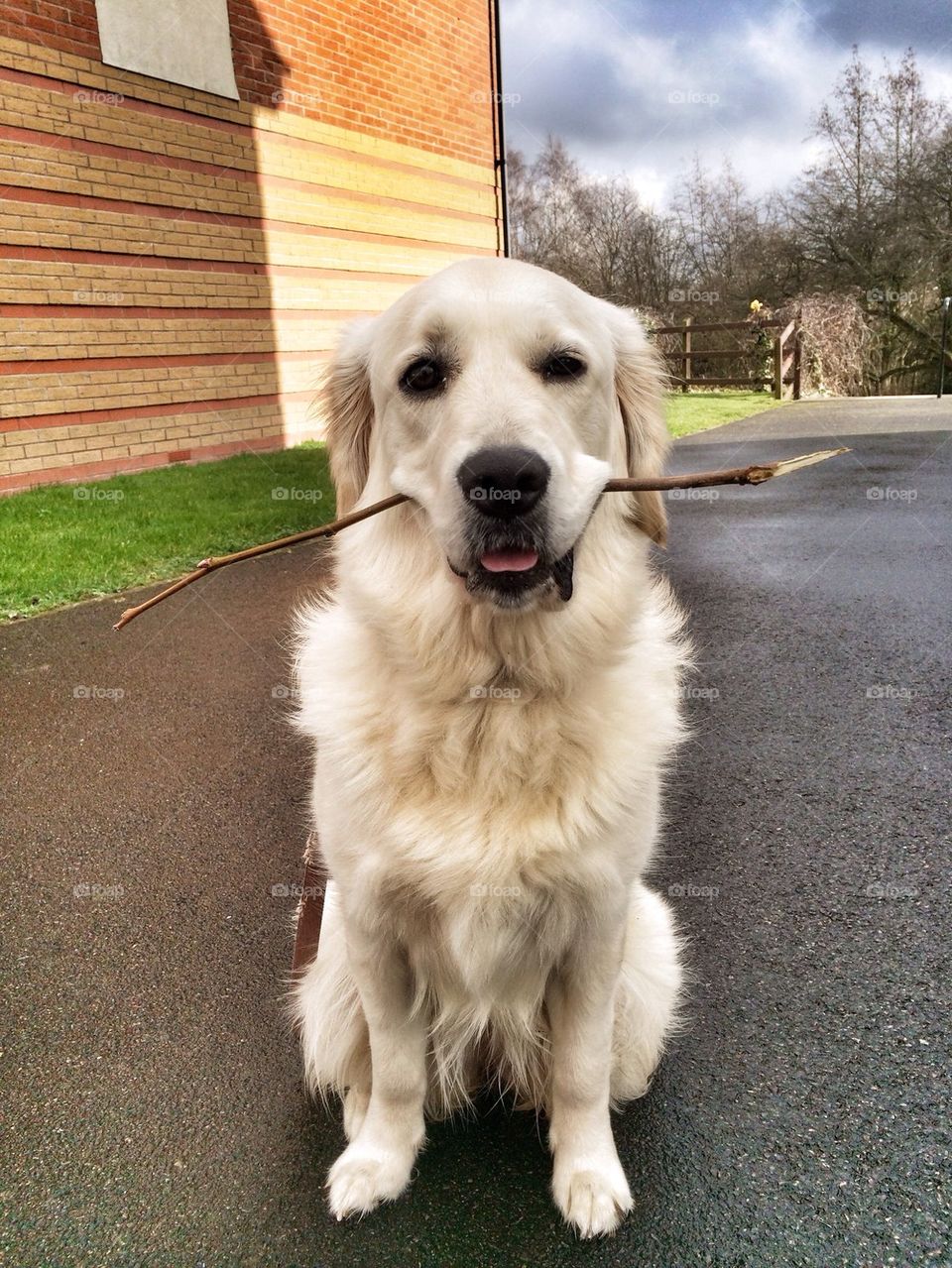 A dog carrying a tree branch