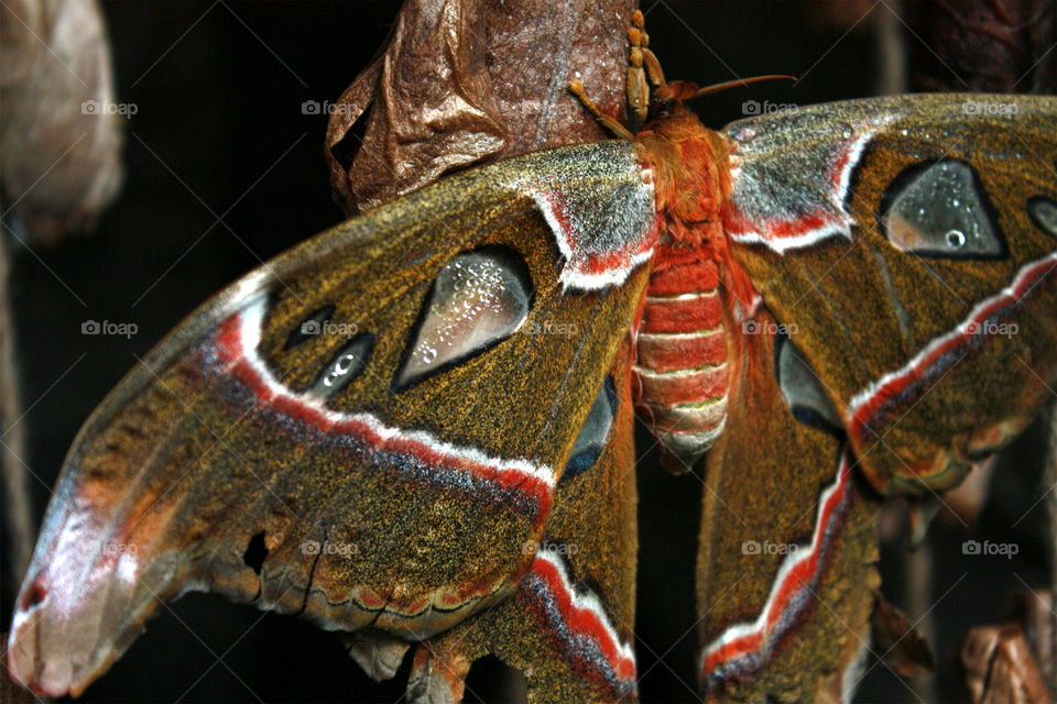 Orange moth closeup