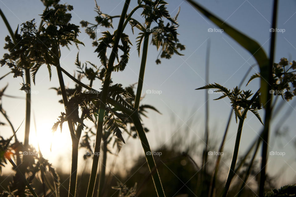 Silhouette of plants at sunset