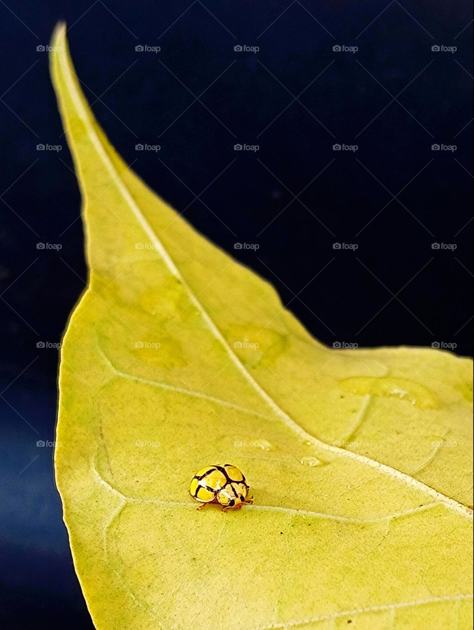 Yellow ladybug.