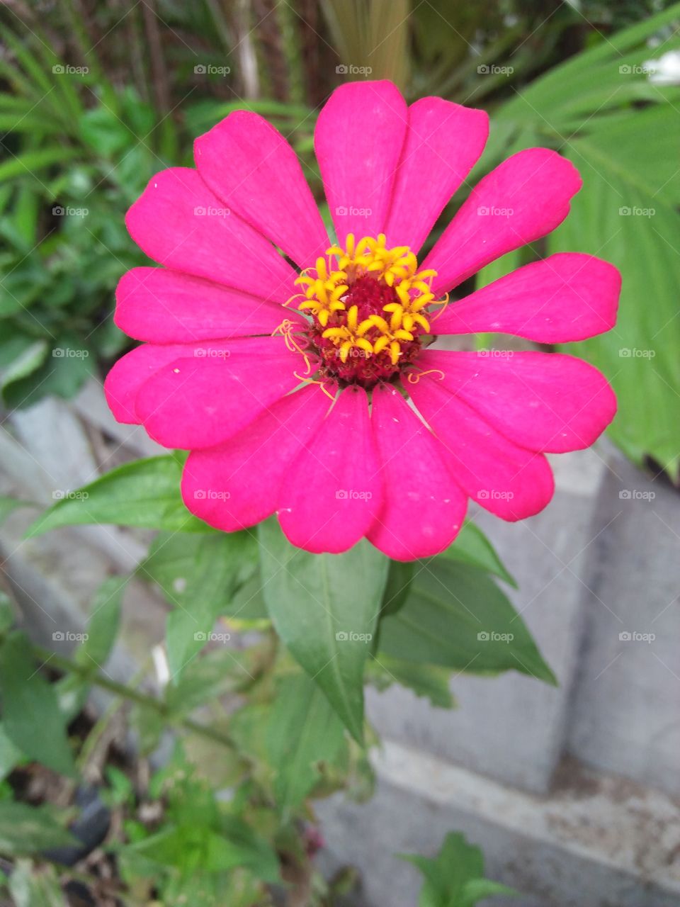 bunga cantik