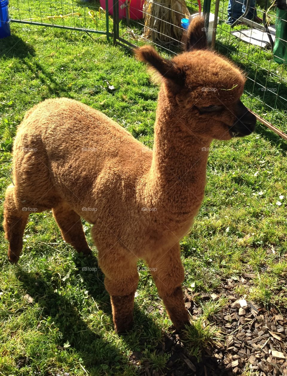 Alpaca Baby