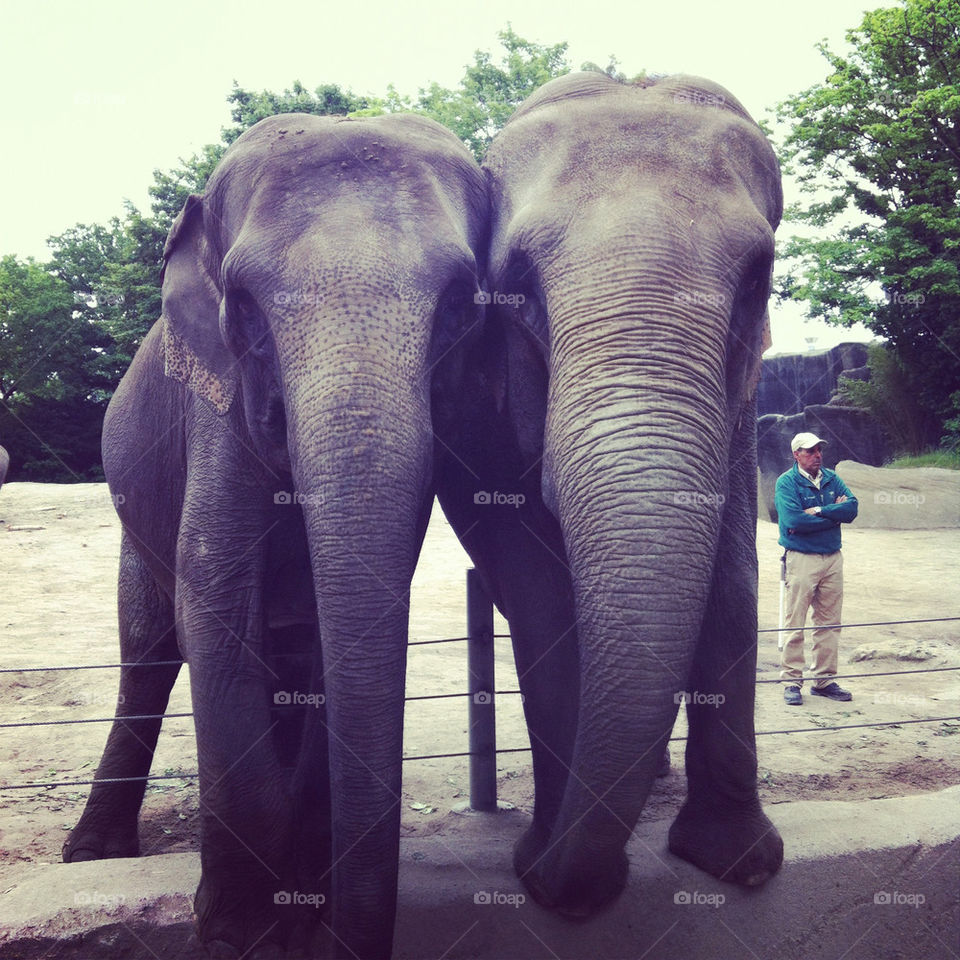 zoo elephant by ninki
