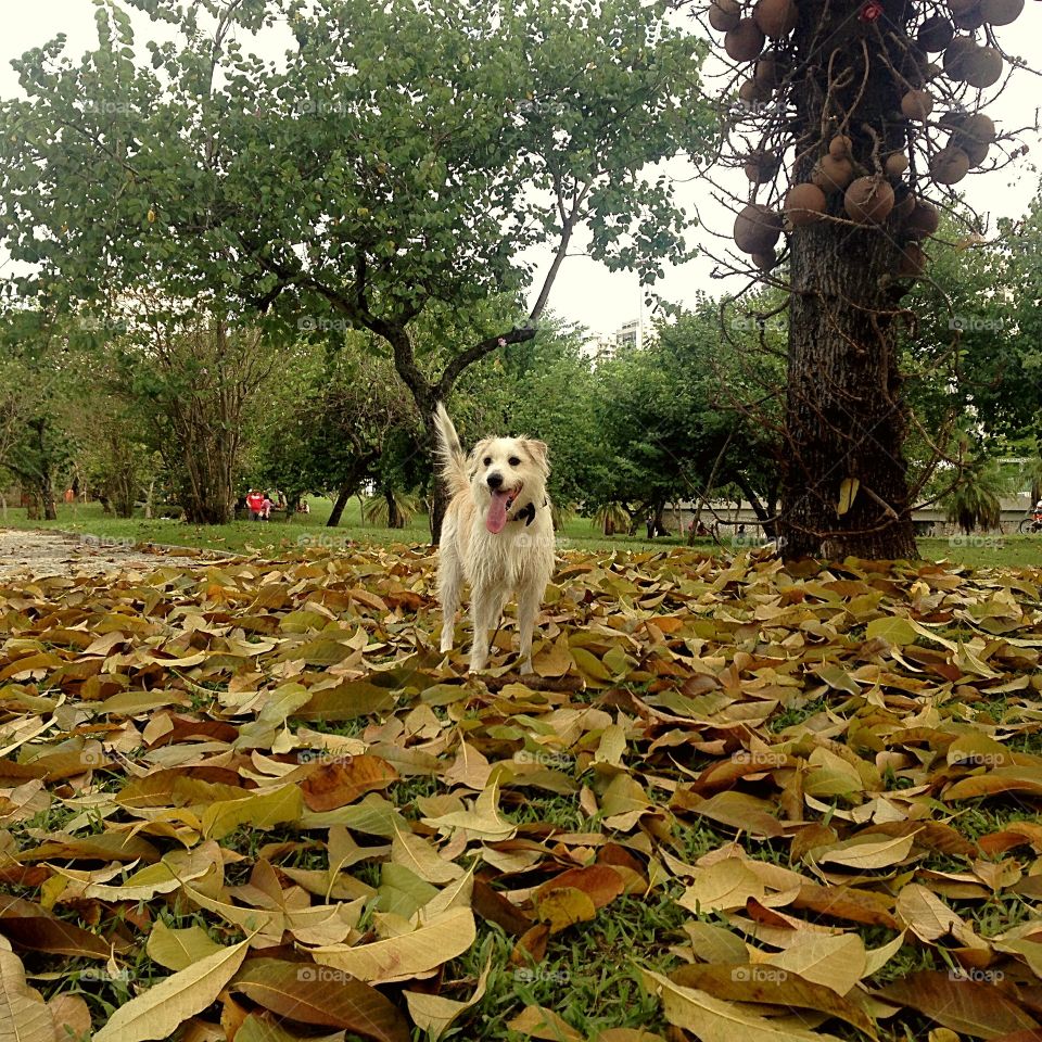 Happy dog surrounded by leafs and trees