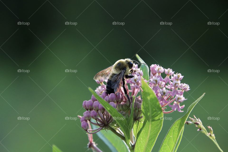 Bee and flower 