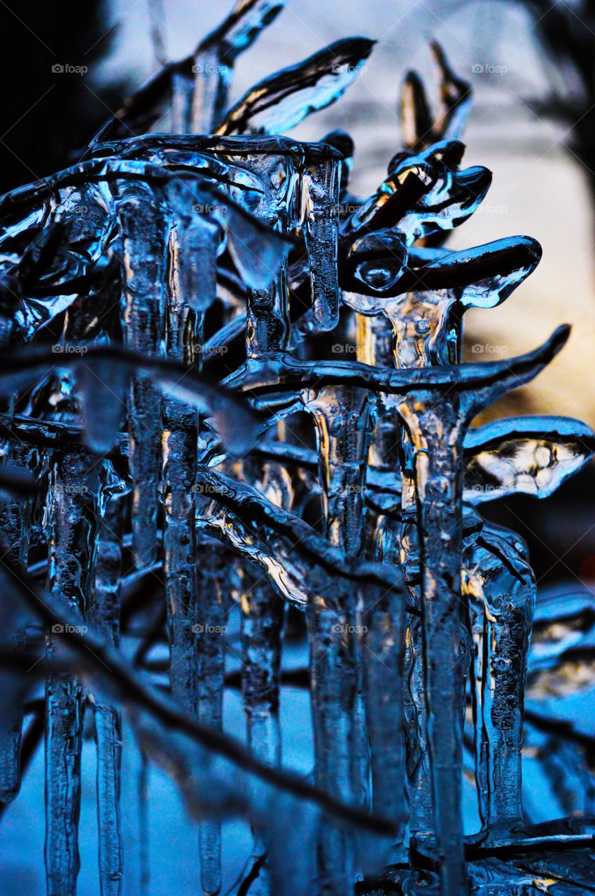 Small icicles form on a bare winter branch during sunset  