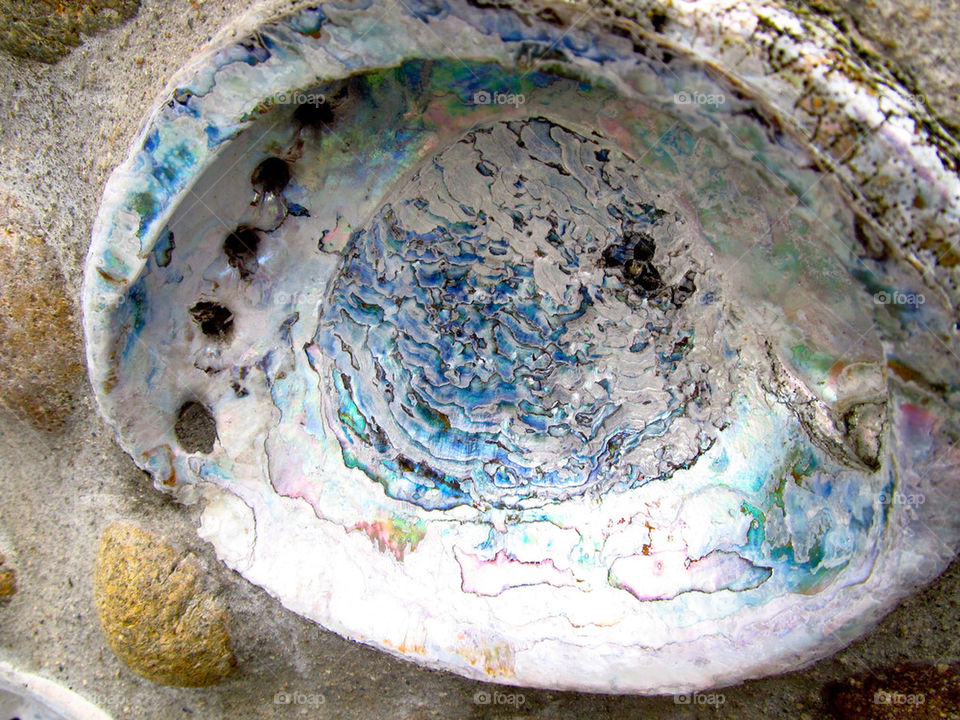 california shell abalone by sgkraus