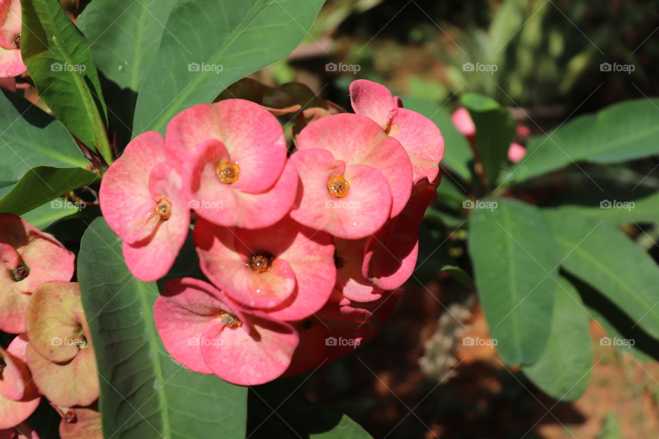 Different Flower, different pattern such as different people different pattern of life