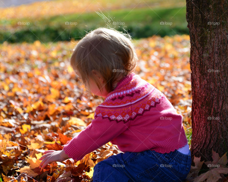 autumn toddler. adorable toddler playing in autumn leaves
