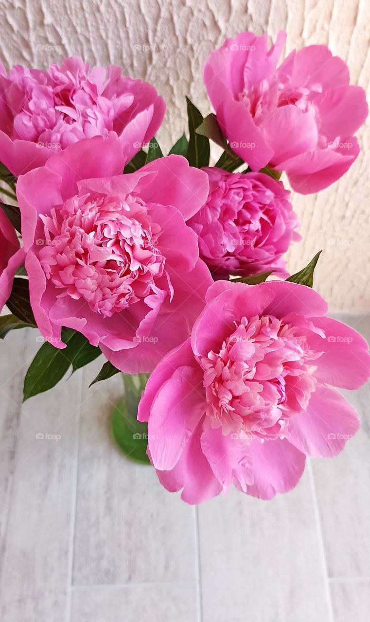 pink peonies flowers bouquet on a wall background, summer time