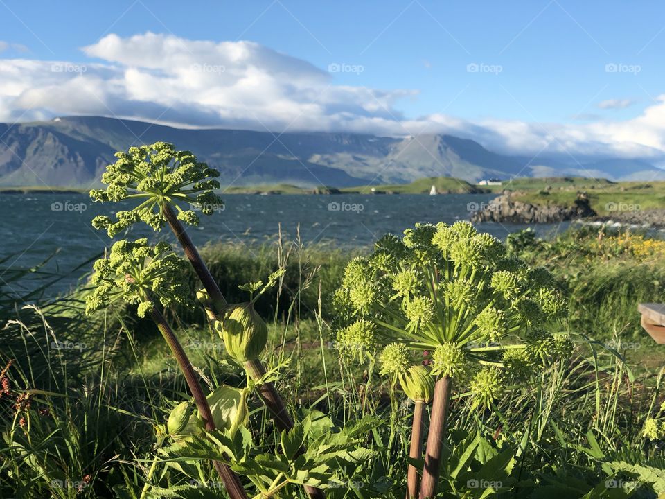The flora around the seashore is interesting and has it’s own character that lends itself well to the rocky surroundings.