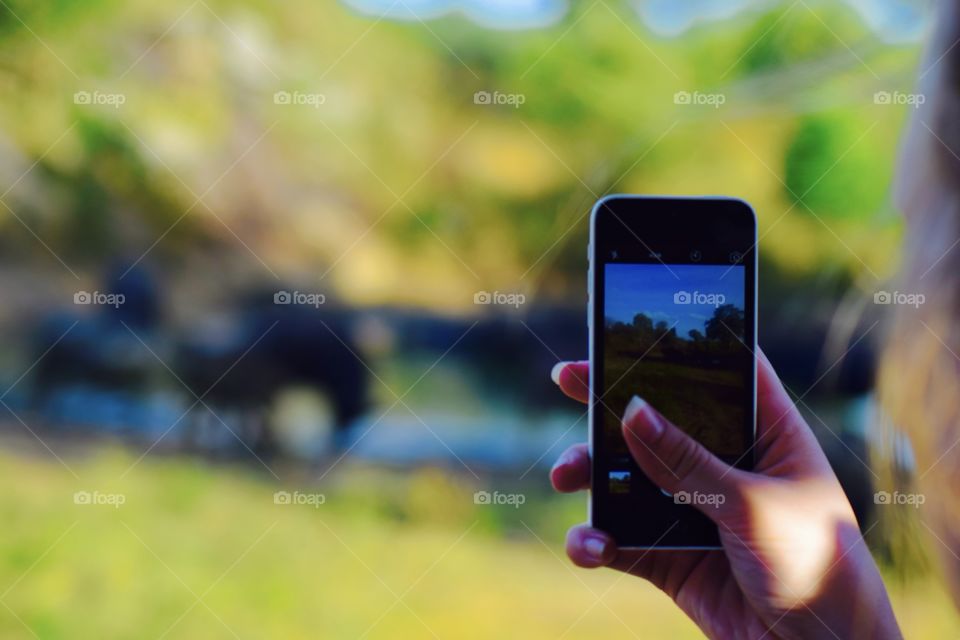 Wildlife true the IPhone