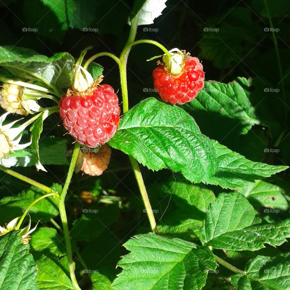 Rich ruby red raspberries in the sun after rain.
