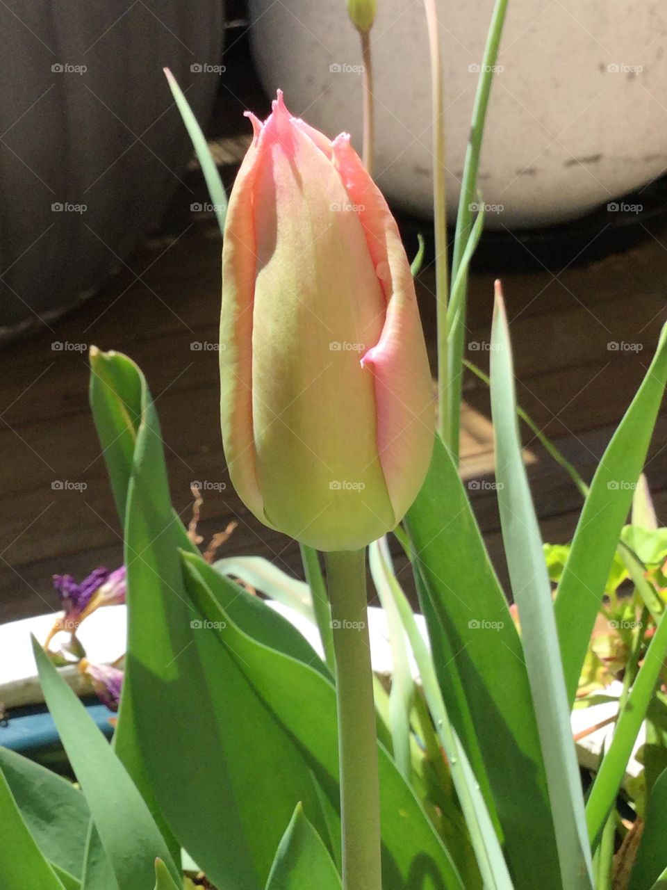 Punk tulip bud