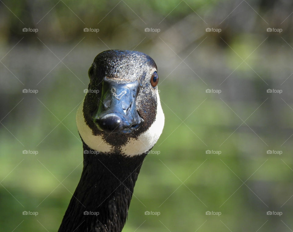 Canada goose