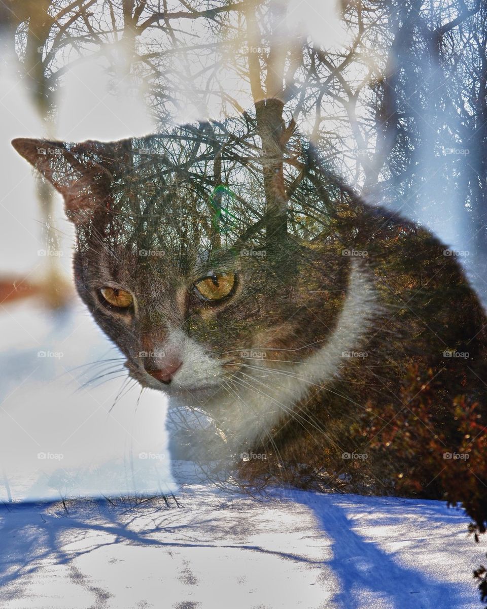Cat in Winter