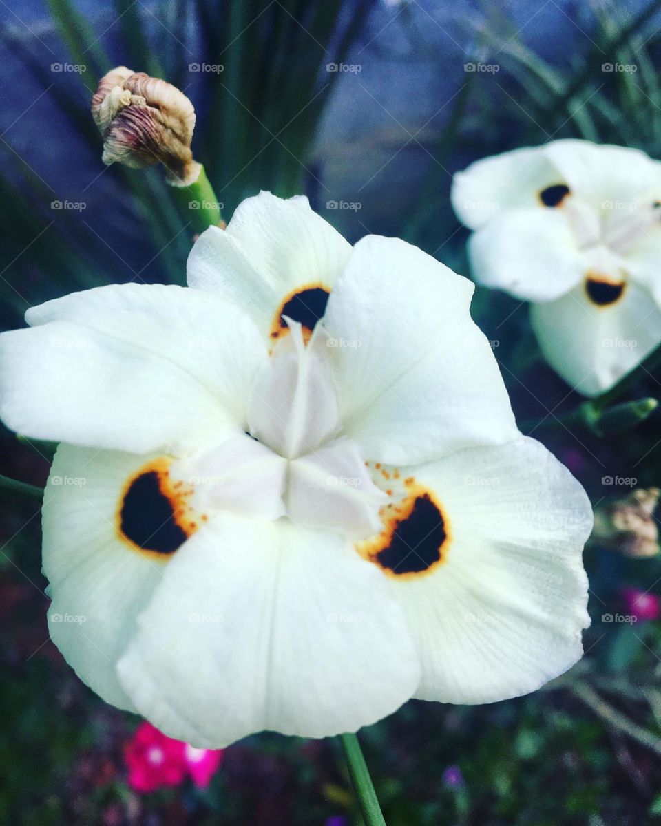 🌹 🇺🇸 Very beautiful flowers to brighten our day.  Live nature and its beauty. Did you like the delicate petals? / 🇧🇷 Flores muito bonitas para alegrar nosso dia. Viva a natureza e sua beleza. Gostaram das pétalas delicadas?
