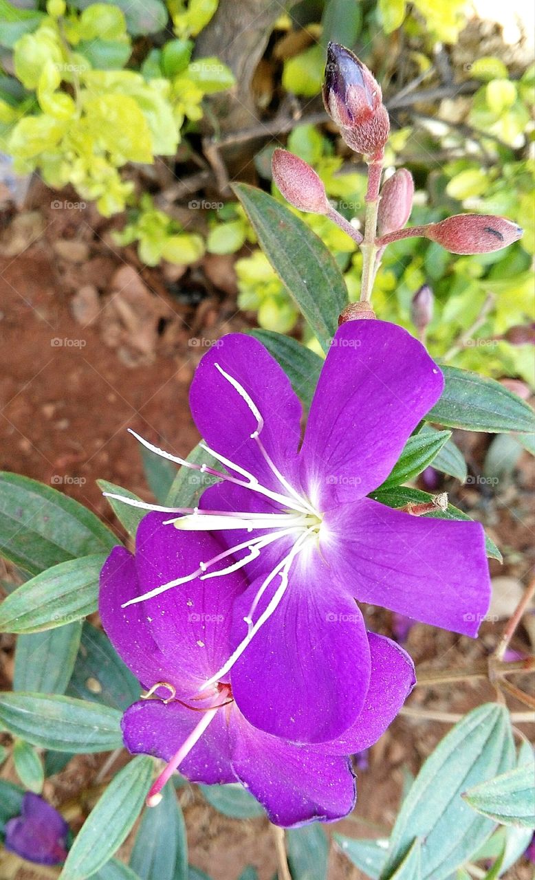 incredible purple flower for smartphone wallpaper
